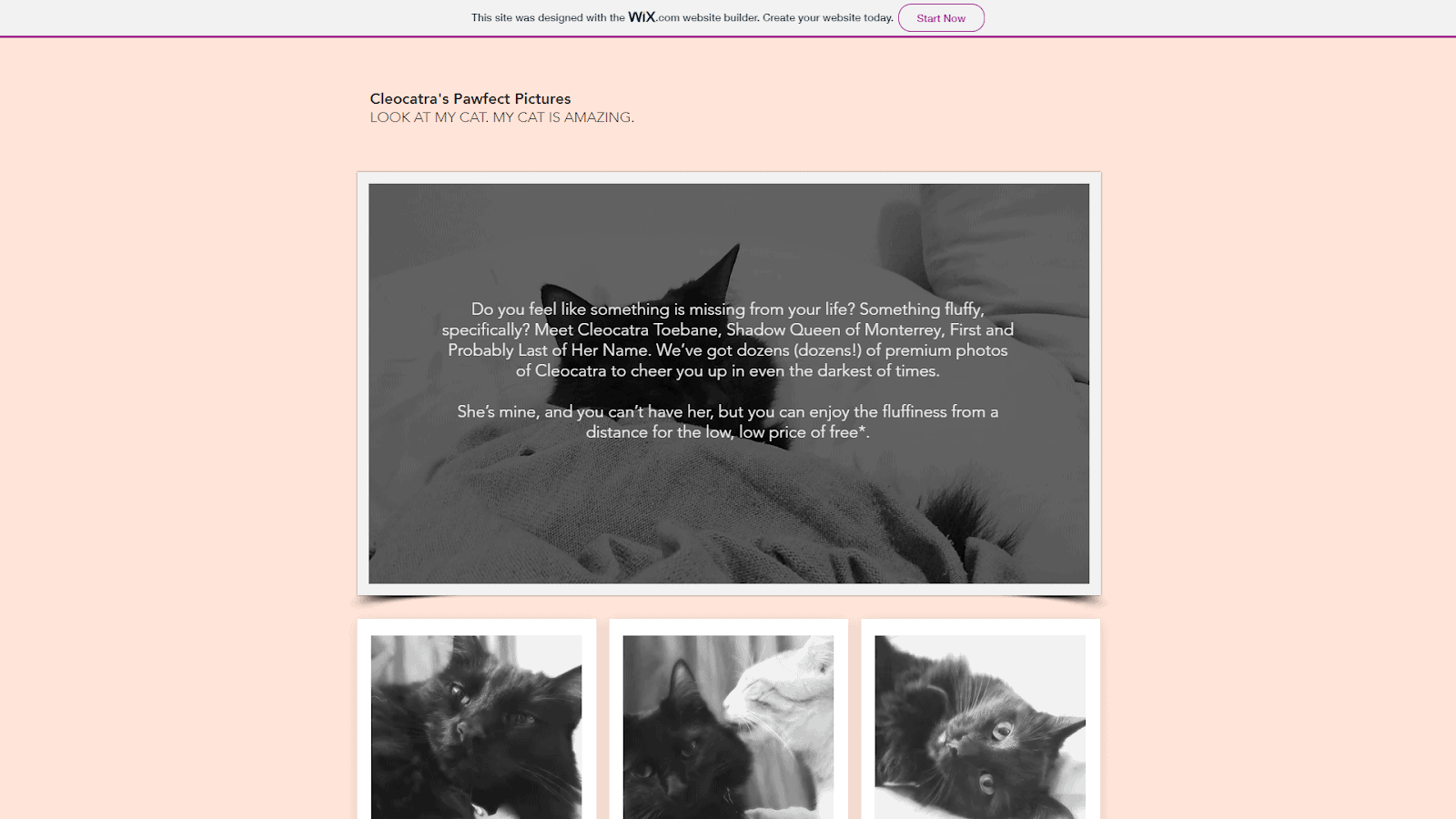 A cat-obsessed demo site built with Wix